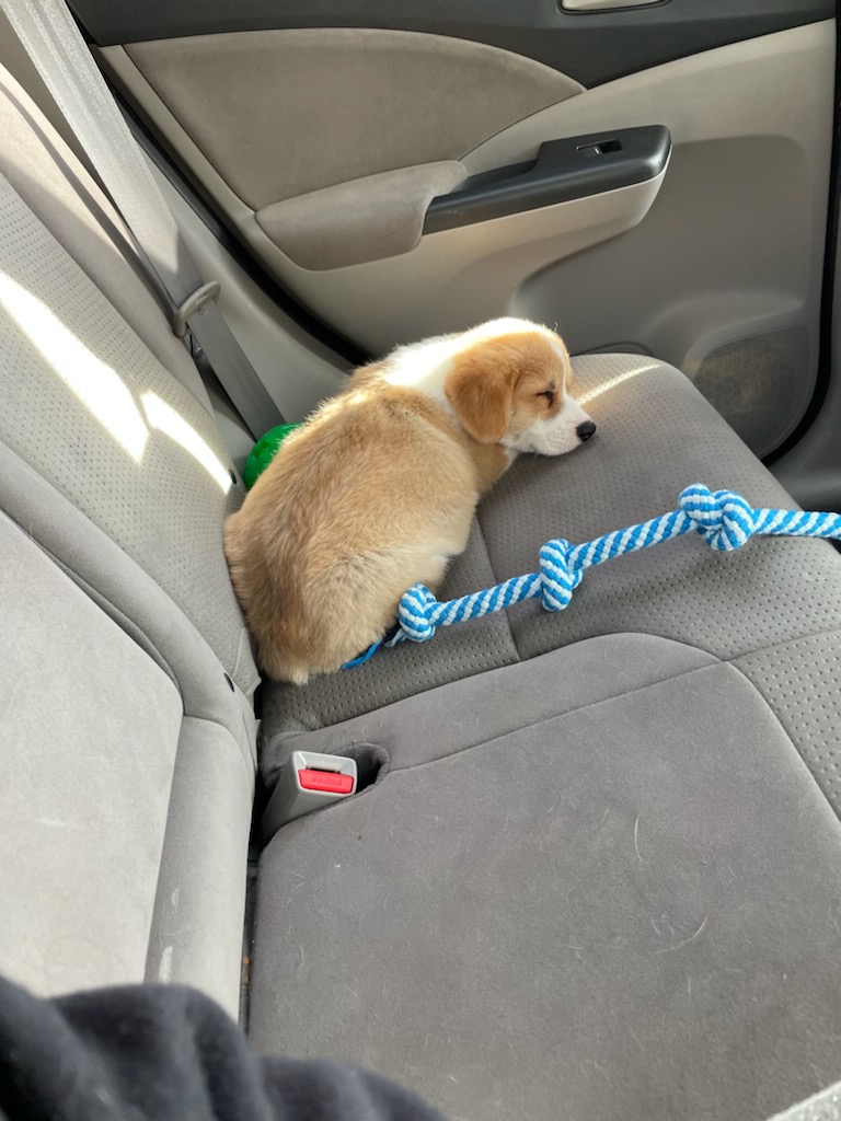 it has finally happened. <a href="/ALZebolsky/">Aaron L. Zebolsky</a> took home baby THOR AKA thorgi the corgi &lt;3