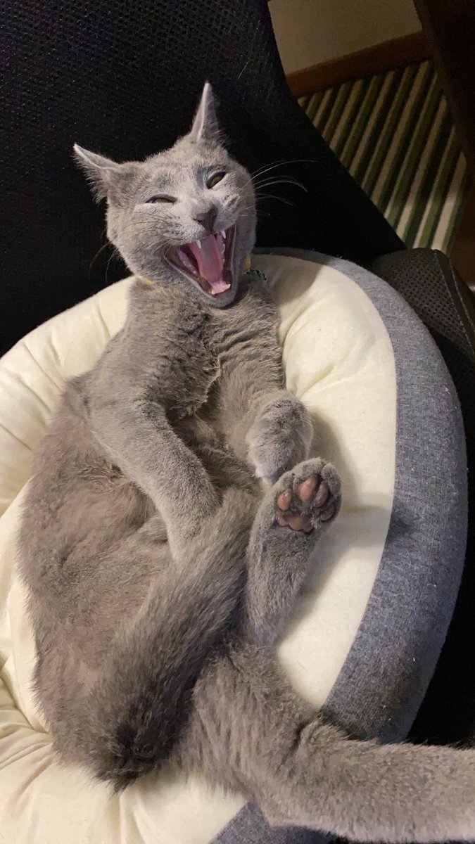 railgun180's tweet photo. おはようございます☀

#CatsOfTwitter #cats #cats https://t.co/jz8VcFBS5z