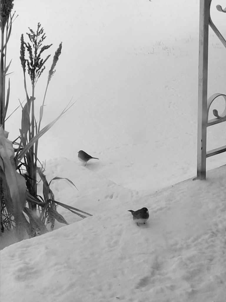 _Flowerleaf_'s tweet image. 