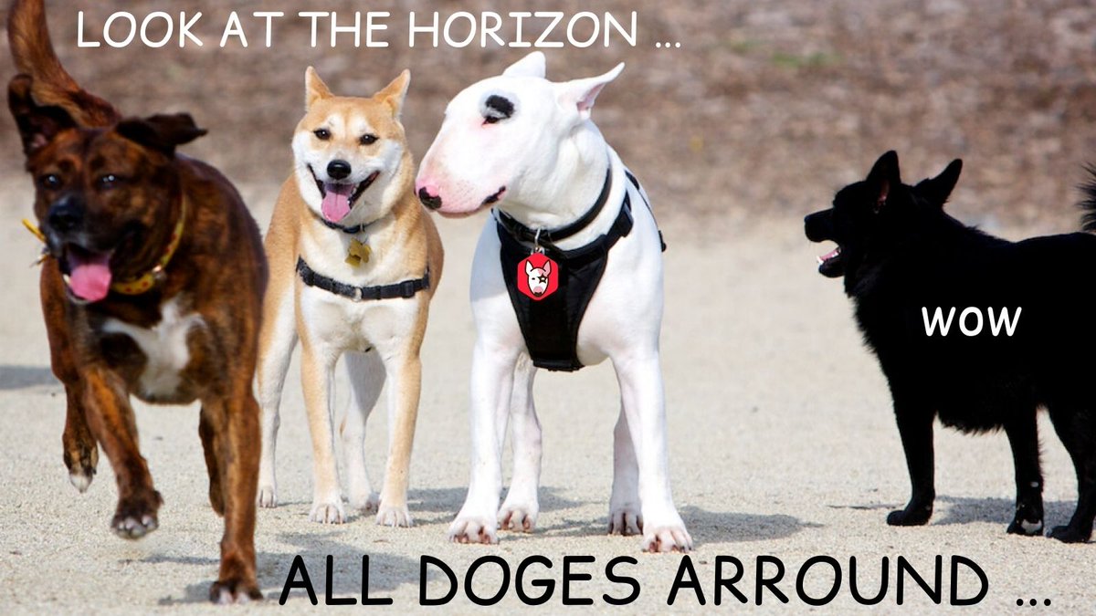 dogstarcoin's tweet photo. JOIN THE #DOGSTAR #MEMECOMP !

💰Prize: 500 $XLM
 🥇MEME with the most likes♥️ wins 

Rules
✅Retweet/Like/follow
✅Comments:
Create &amp; Share an original MeMe. Theme: dogstar

👇 ON THIS TWEET! 👇

🏁Close: On Friday 21st 12pm UTC

Good luck! 🍀

$XTAR #Stellar #memecompetition https://t.co/auerYiTDX2