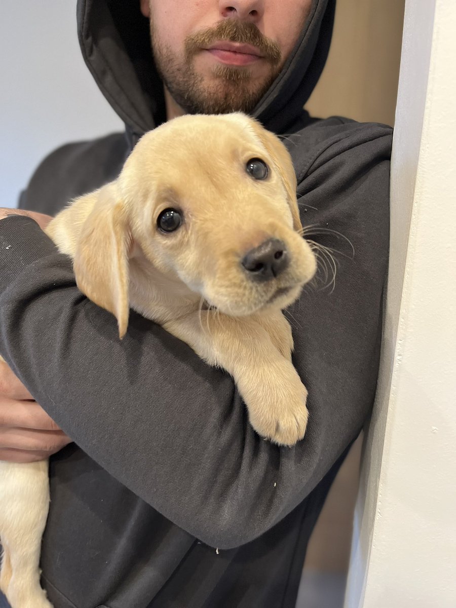 olivethefawnlab's tweet photo. Goodnight Everyone 💕

Sleep tight - mummy said she will try and follow back lots more of my friends tomorrow 🐶
#dogsoftwitter #dogs #labradorretriever https://t.co/cuPbBZa5hQ
