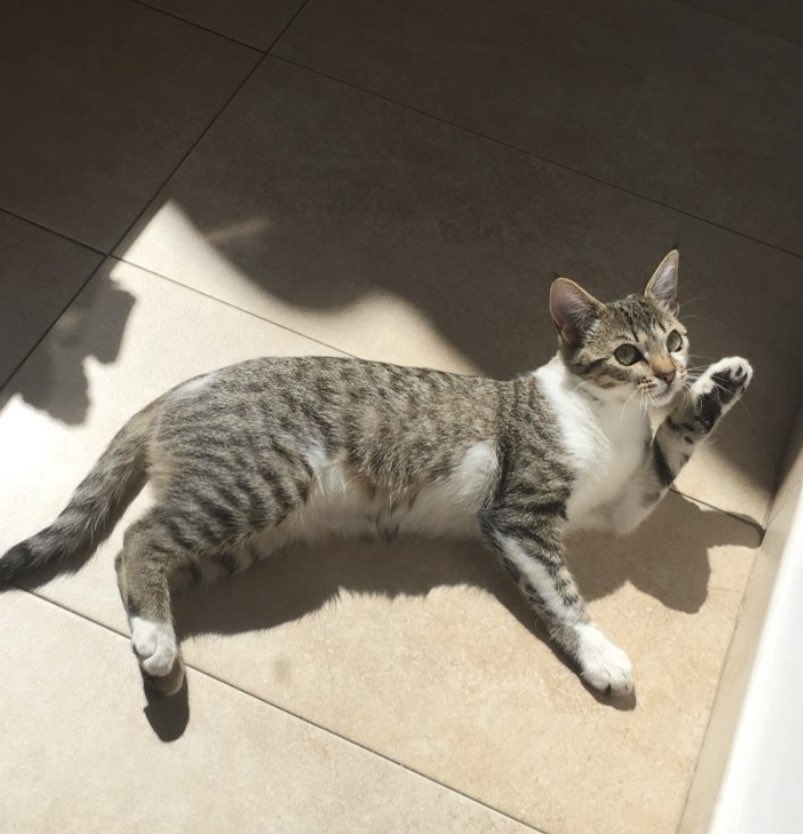 marialoppzzz's tweet photo. Se ha perdido mi gata en el Cerrillo de Maracena (Granada) ⚠️ Se ruega difusión ⚠️ https://t.co/Li0ewD9bpw