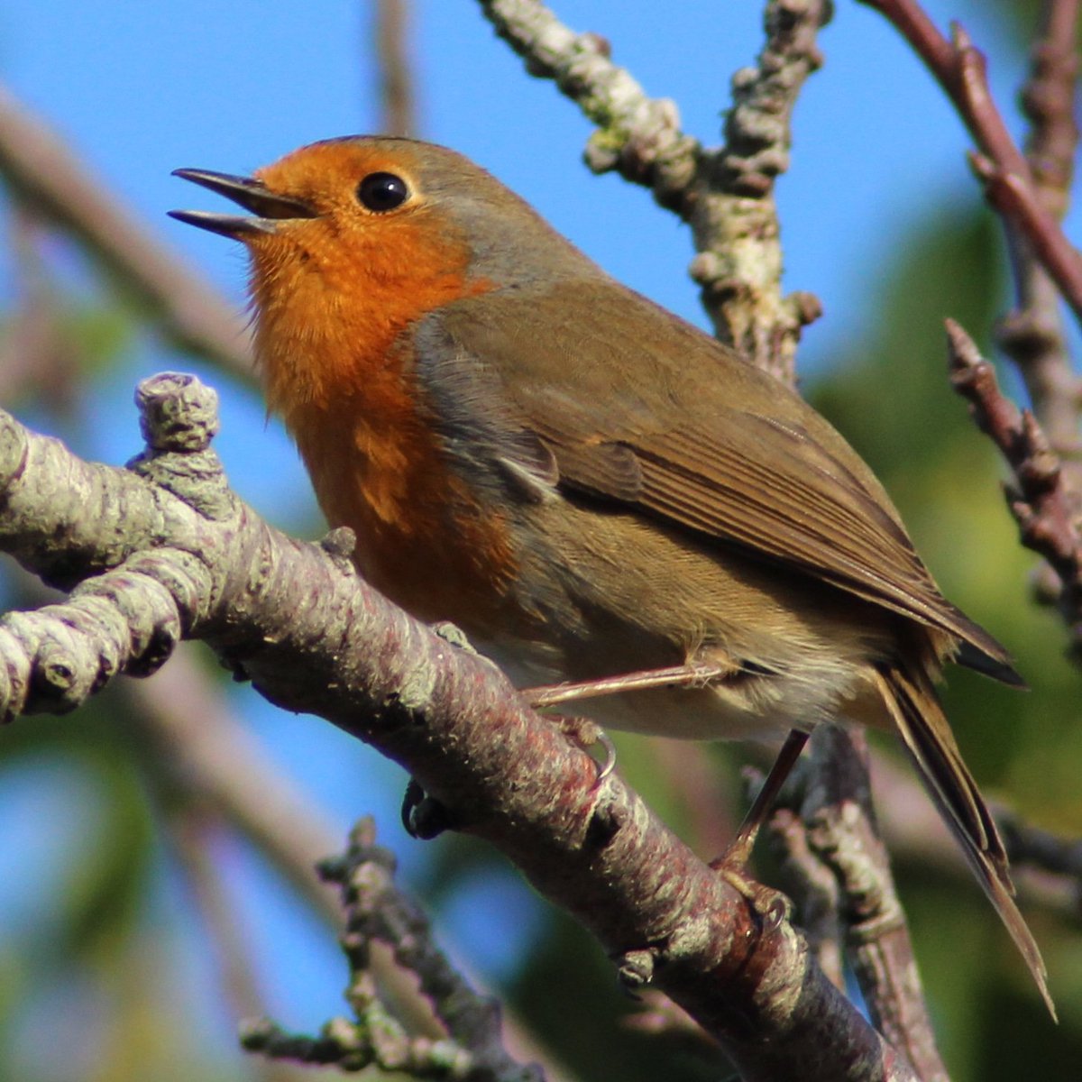Daz_Bell's tweet photo. Watching over me while I begin turning the new garden into a nature reserve. 
@DorsetSnow 
@BBCSouthWeather 
@RSPBEngland 
@BBCSpringwatch
@ChrisGPackham 
@AlexisGreenTV https://t.co/NZUIbqur2h