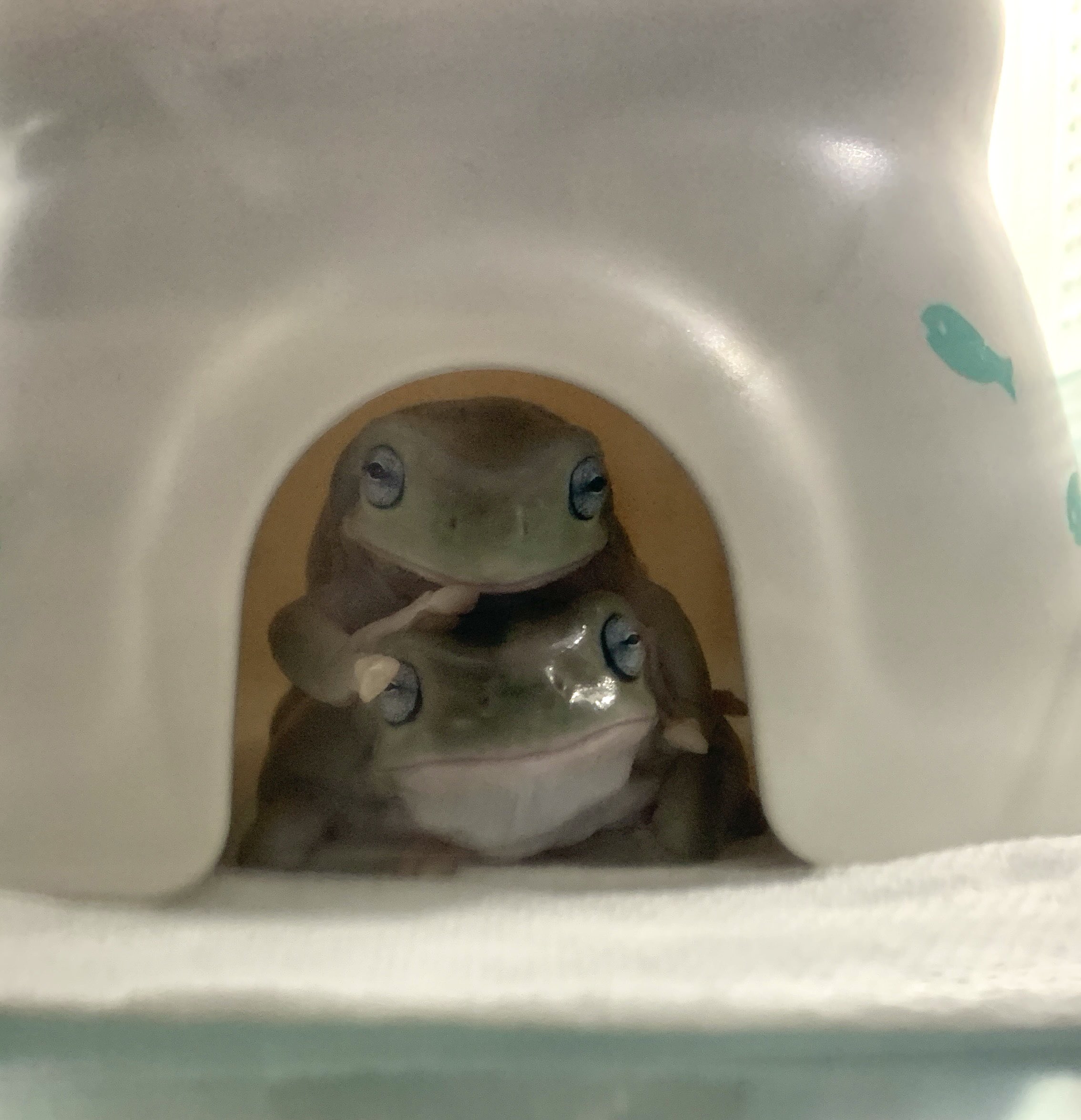 Toyfrog 犬猫用の餌入れだけど良い感じ シェルターとしても使ってくれた イエアメガエル カエル 両生類 Frog T Co Xdxy4cxbn8 Twitter