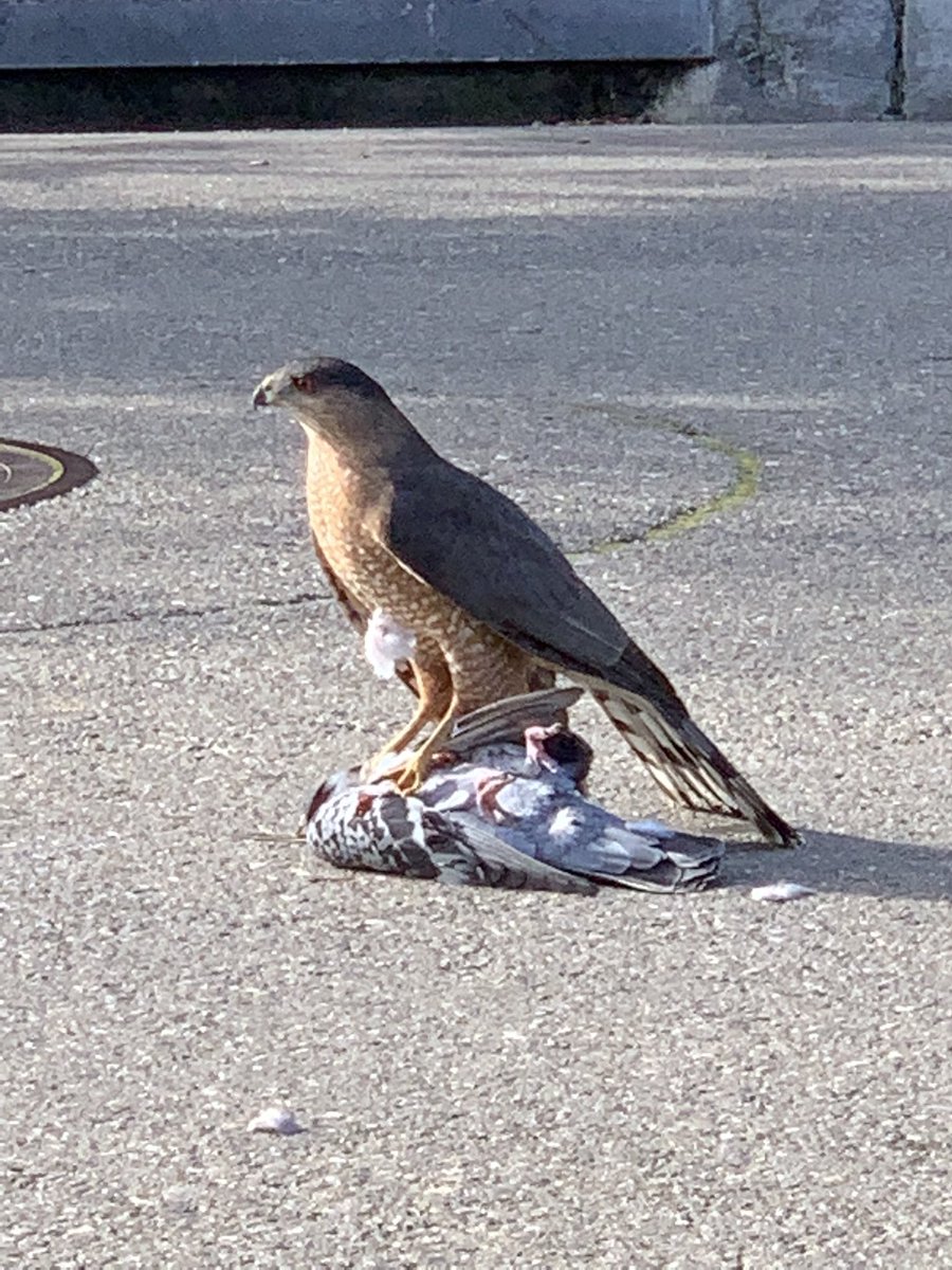 Taking a walk then a hawk tackled this pigeon above my head and landed in the street. #damnnatureyouscary