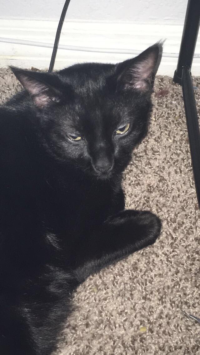 You all watched him relax on the back of my couch and stream and now he’s crossed the rainbow bridge. 

Wands up for Felix. 

2015-2022