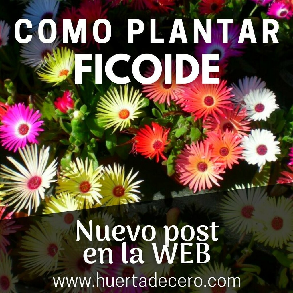 Huertadecero's tweet photo. FICOIDE - También conocida como Rayito de Sol... Te suena?

Acabamos de subir a la web la guía de siembra de esta planta "suculenta" pequeña y hermosa. 

Te invito a leer el articulo, y como siempre no te olvides de suscribirte al grupo de telegram donde… https://t.co/TGBsSQDmO9 https://t.co/Uczkawp9VB
