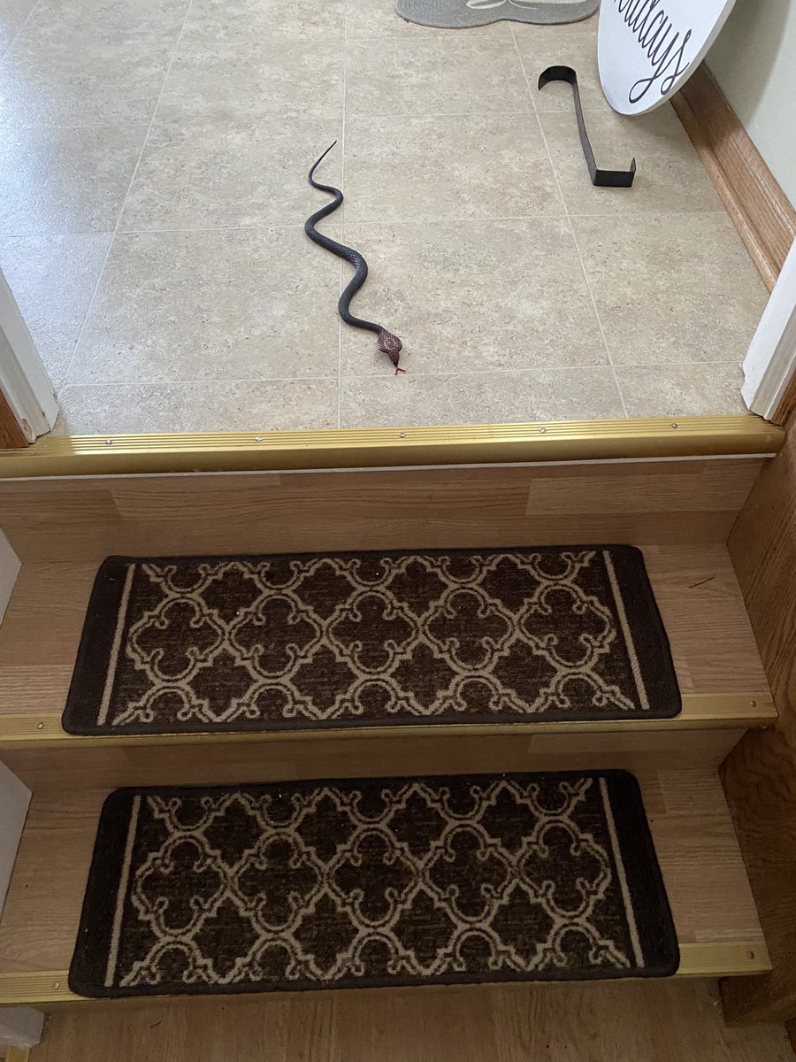 JoeKillinger's tweet image. My sister really enjoyed herself, Pete the plastic snake scared the bejesus out of me.  #siblingfun #sister #family #fun #joekillinger #sunday #weekend
