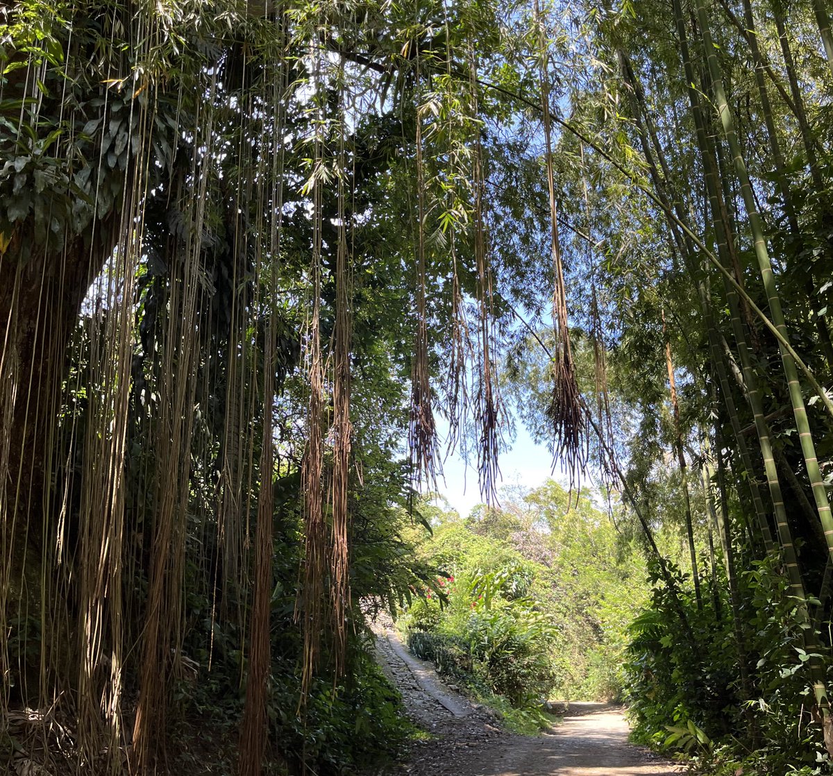 El privilegio de transitar estas vías en Colombia: clima fresco, aire limpio, plantas y paisaje, pájaros, colores y los olores de las montañas cargadas de agua