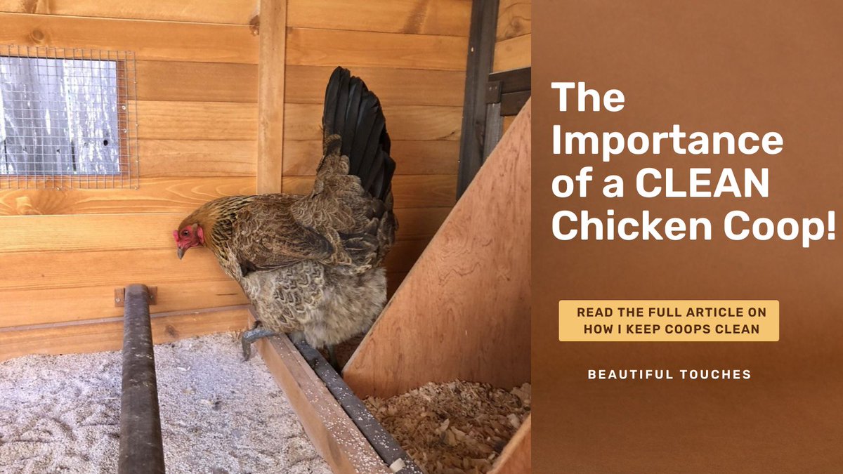 BTouches2's tweet photo. A clean coop is essential for the health and well-being of your chickens. See how I easily and affordably keep my coops clean! https://t.co/BWmAxHtvPs #chickens #chickencoops #backyardchidkens https://t.co/lpRG8PNt2l