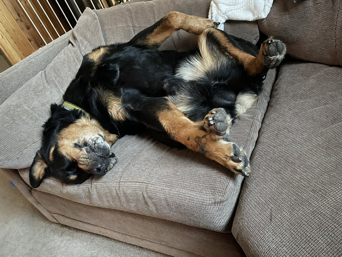 chief420247's tweet photo. Most things never change. #typical Ziggy like behavior. Poor blind bastard always seems to know where he wants to be a lazy fuck, though 🤷🏼♂️😂🤣 #DogsAreFamily #AMCdogs https://t.co/YiVeh8Sg3j