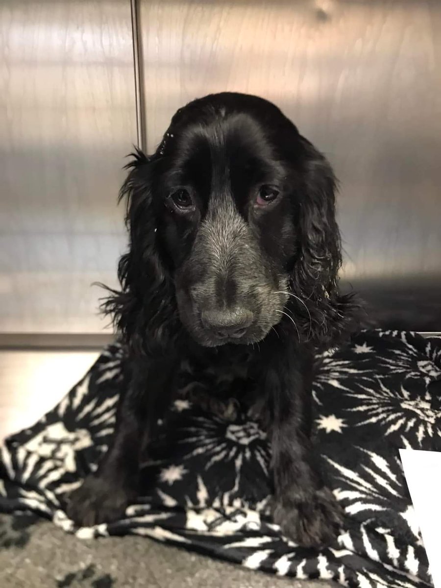 Alfie Boy Dog tweet media