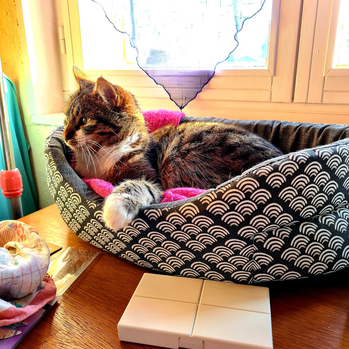 PPasqualinette's tweet image. Et si  ...
Je pourrais bien
Prendre la place 
De la Ch'tite,
La meilleure~
Tout près de la p'tite chérie
Après tout j'étais là 
Avant elle
Non?
#LetsBe

👁 Môa 
Dans son coin Aquarelle