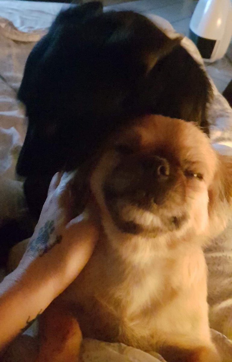 He's smiling... 😆😍❤️🥰