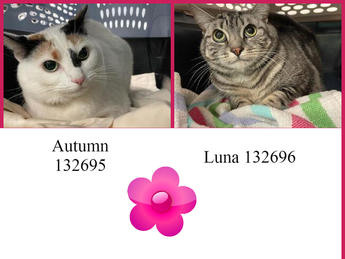 NYCDEATHROWCATS's tweet image. *SHELTER PLEA* Autumn &amp;amp; Luna looking for their forever home! Surrendered due to owner moving.

facebook.com/NYCDEATHROWCAT…