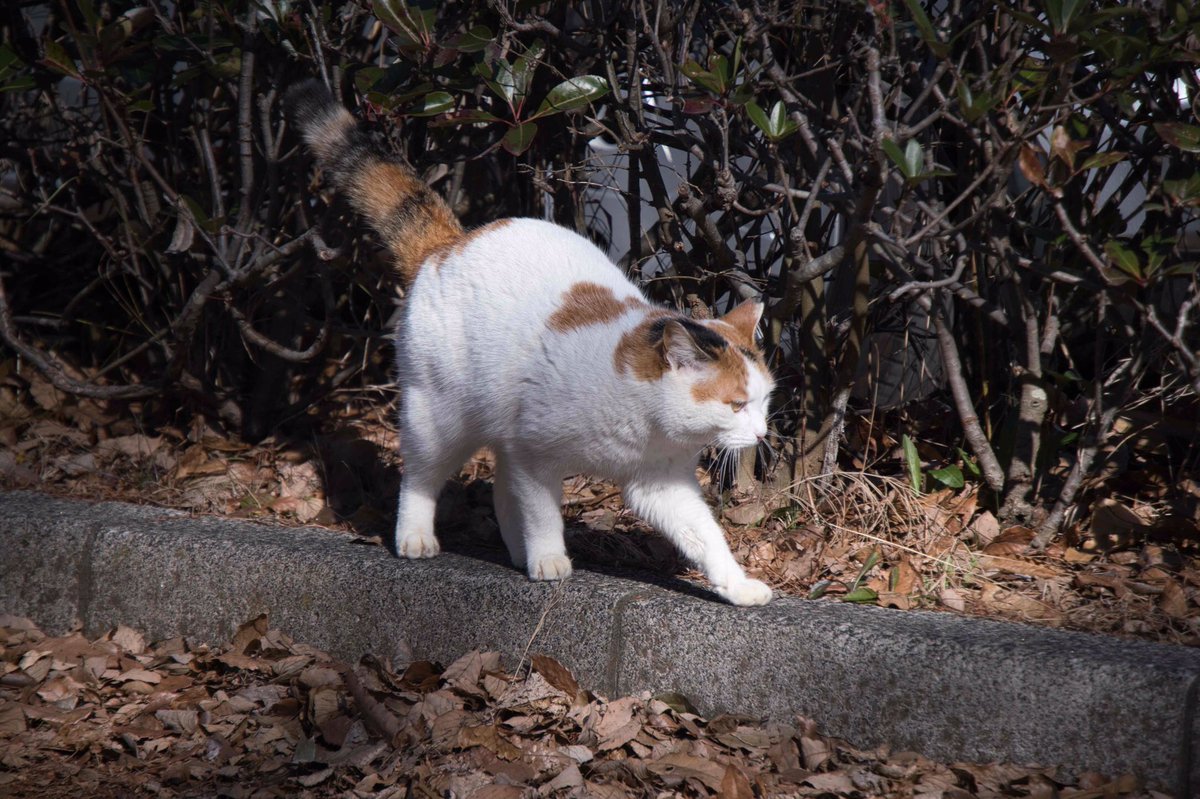 mamiya_work's tweet photo. #猫のいる場所教えにゃい https://t.co/xrnqnL7kHA