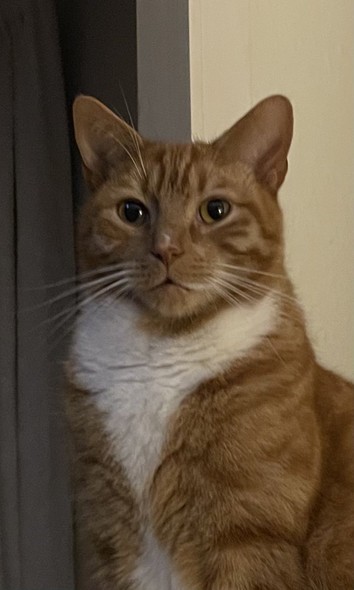 BakingBitchNo1's tweet photo. Do I look like Simba? #HandsomeGuy #love #HandsomeHarry #cats #GingerFace #CatsOfTwitter #CatsofTwittter #catsofinstagram https://t.co/G9mt5lLJbC