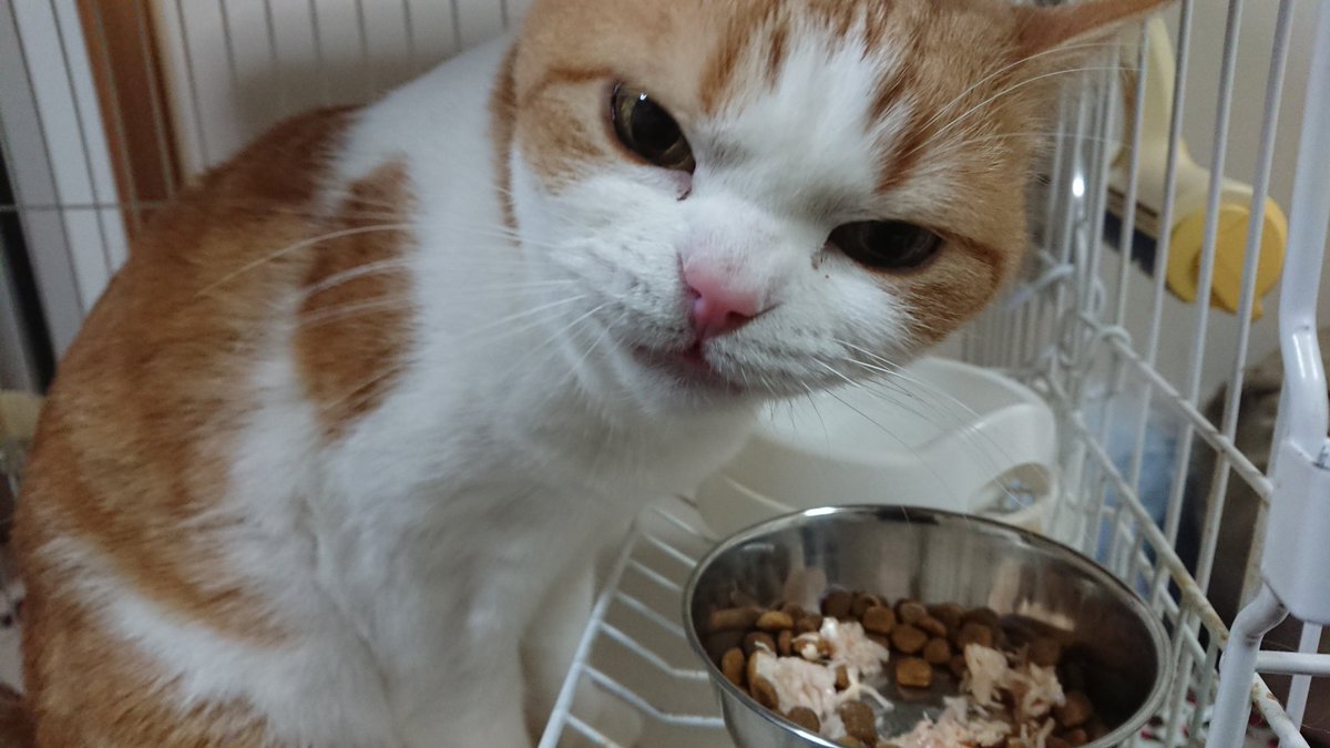 teto0117's tweet photo. テト9歳になりました🎉✨😆✨🎊
テトのお母さんはどんな猫さんなんだろう？…最近気になります😊テトはこんなに大きくなったよ😻
これからもずーっと元気で！
大したプレゼントはないけど(笑)夜も美味しいご飯にしようね😂🍚
お誕生日おめでとう❤️ https://t.co/mxsTCTQ8JV