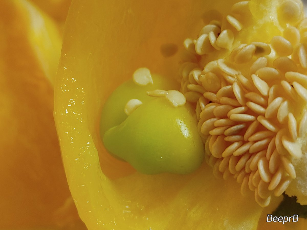 BeeprB's tweet photo. I've been seeing many posts and articles about internal proliferation and now I got one!!
There's a pepper growing inside of my pepper!!!
#internalproliferation #pepperinsideapepper #strangethings https://t.co/Wsy0OGGVhJ