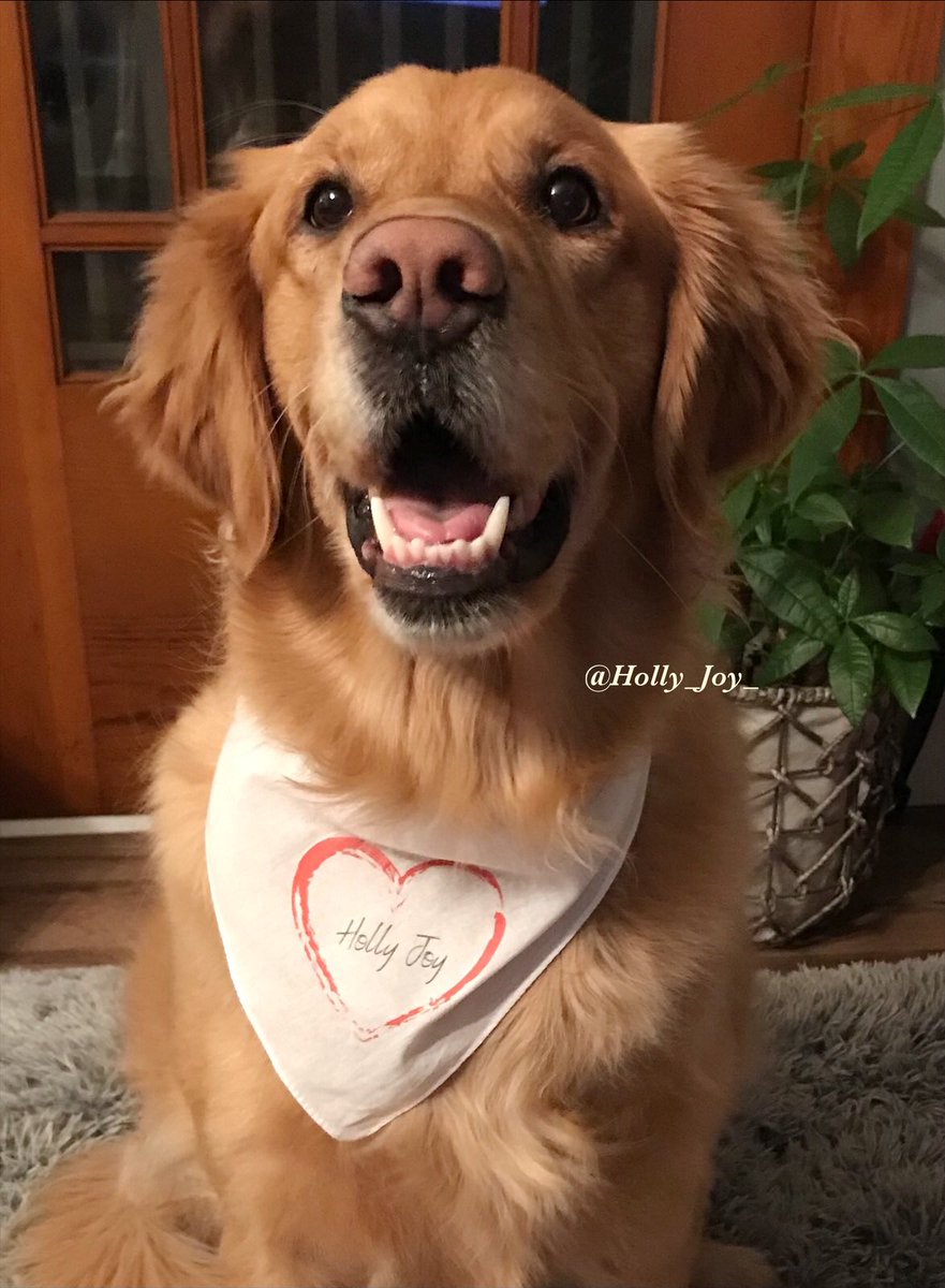 Just a reminder, You matter. You are worth it. You are strong. You are brave. You are awesome. You are loved. 💕♥️🐾
.
.
#GoldenRetrievers #HollyJoy #dogs #dogsoftwitter