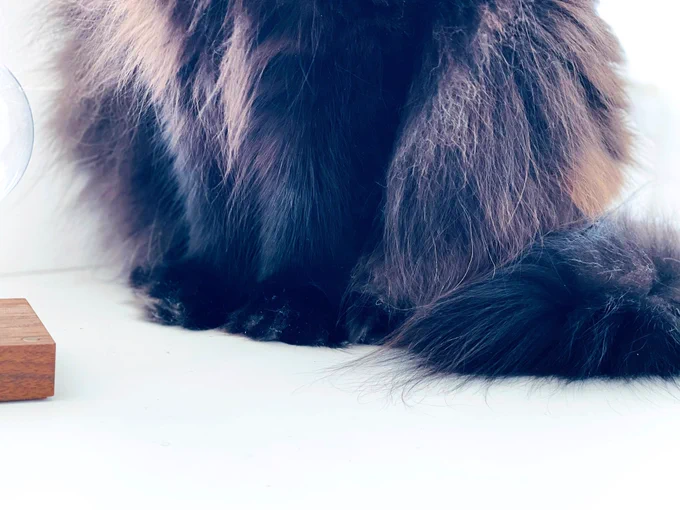 お行儀よくそろえたあんよ🐾 