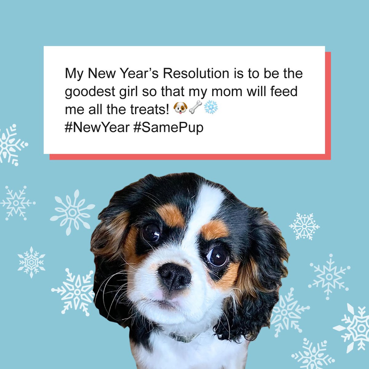 RT if you think Cleo’s Resolution is spot on for 2022? Happy New Year! 🎆🥳️🥂