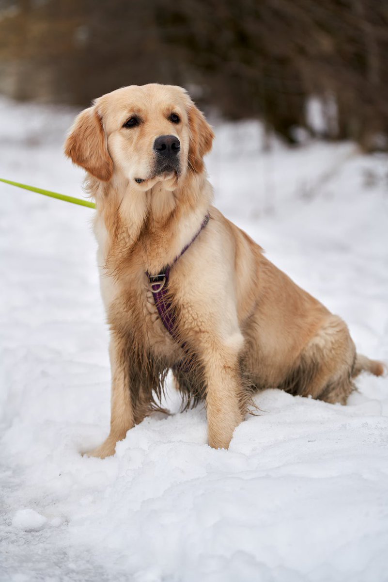 Good morning Twitter-Friends…☕️🍪🌷☃️ Have a happy Monday and a beautiful new week☃️❄️🐶❄️💗 #MondayMotivation ☃️ #HappyNewWeek ❄️ #CoffeeTime ☕️ #WinterFalls 🌧 #DogLovers 🐕 #StaySafe 💗