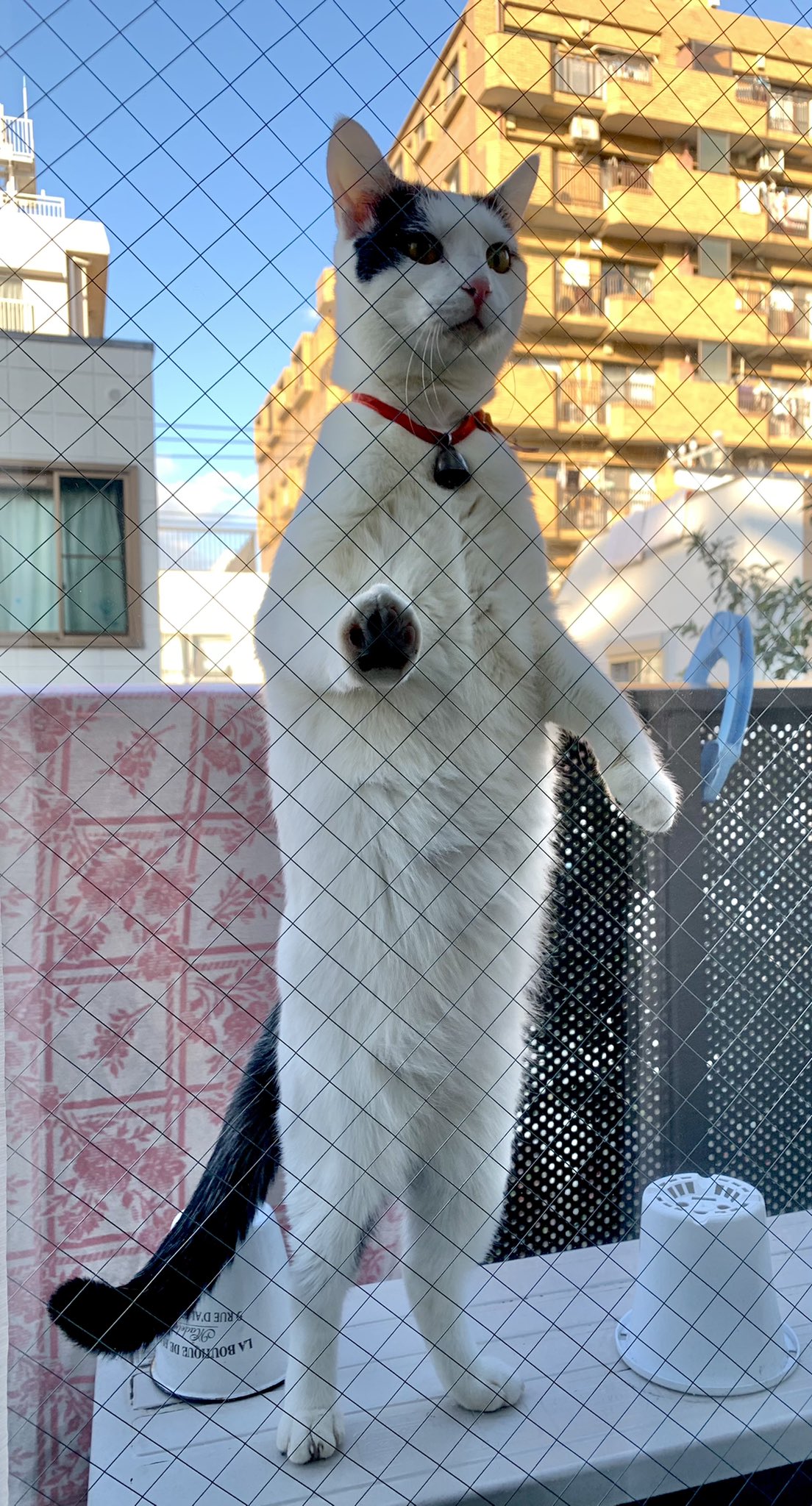 Poppy さすがにそれ驚くから もう少し猫らしくしてもらいたい T Co 4v1ubs7k9h Twitter