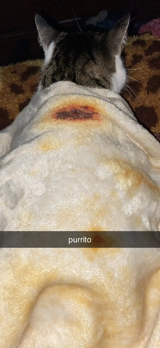 m0llyr0x's tweet photo. your favorite purrito #noticeme #yourfavfood #tortilla #donteatme #stylin #mollyisqueen https://t.co/otKTSZwcyt