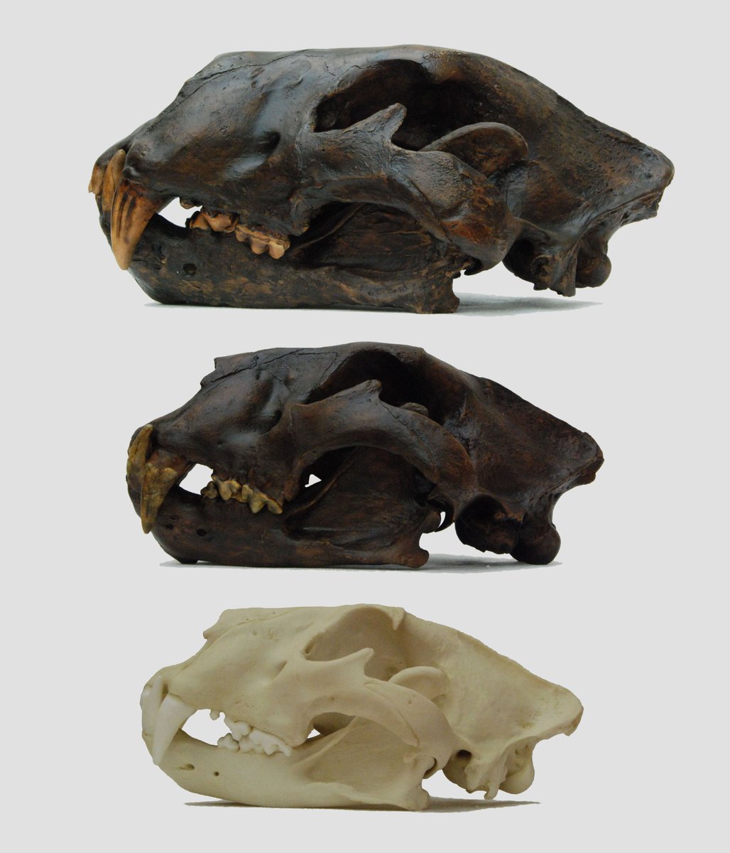 ryanpendzik2's tweet image. lion skulls. 
top American lion 
middle cave lion 
bottom modern African lion