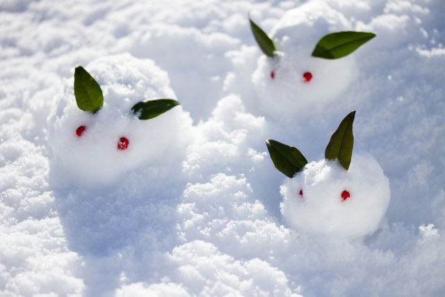雪うさぎ🐰❄☃