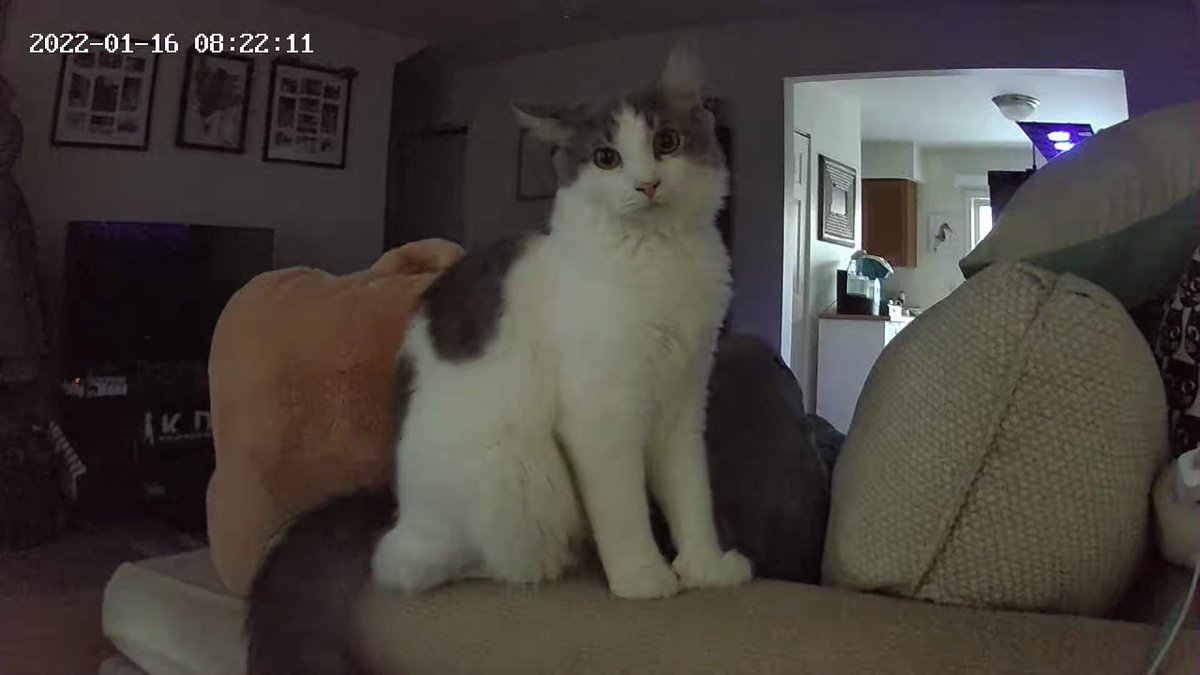 X10Dickison's tweet photo. Glad I bought baby monitors so I could watch my cats while I’m away. #getoffthecounterplease https://t.co/NqyeFcoSxG