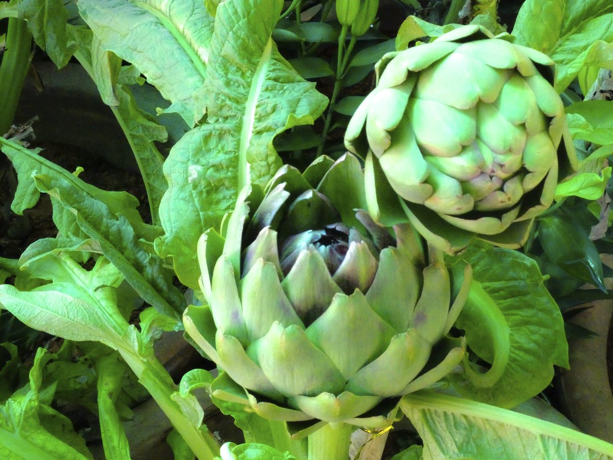 Simple Ways to be More Sustainable While Grocery Shopping and Cooking: Opt for #perennialcrops when possible. Incorporate perennials into your diet because their longer life cycles (and deeper roots) help fortify soil against erosion and reduce runoff. #EMT #sustainablelifestyle