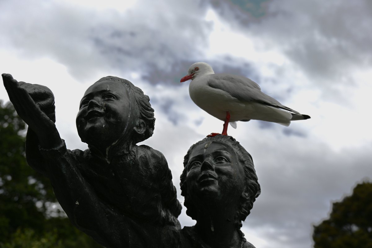 ConserveEcology's tweet photo. Dunedin's red-billed gulls (tarāpunga, Larus novaehollandiae) were obliging models when field-testing my new camera @NikonNZ #NikonZ7 #NaturePhotography #UrbanWildlife @WildDunedin @LoveDunedin #NZWildlife #TwitterNatureCommunity #WildlifePhotography #FieldTesting https://t.co/inRV0fbrd3
