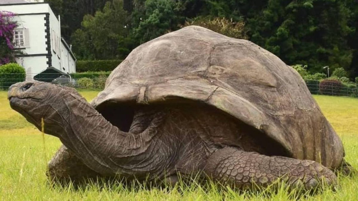 Beingadiisingh's tweet photo. Guinness Book of World record named #Jonathan the #tortoise as ' The Oldest living animal ' in the #world. 

Born in 1832, Jonathan recently celebrated its 190th birthday. He lives in Seychelles.

https://t.co/yHO93u0iYM