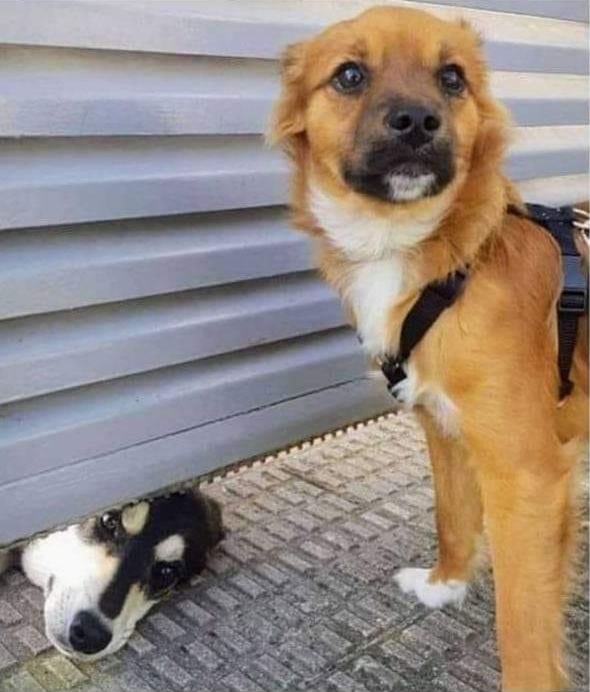 DiloConPerritos's tweet photo. Buenas tardes seño ¿puede salir Firulais a jugar un rato? https://t.co/9qjRdkUxam