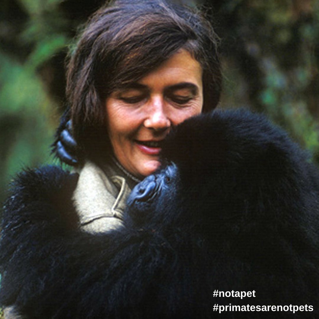 The Trimates (1/4) Today we celebrate what would have been Dian Fossey’s 90th ...