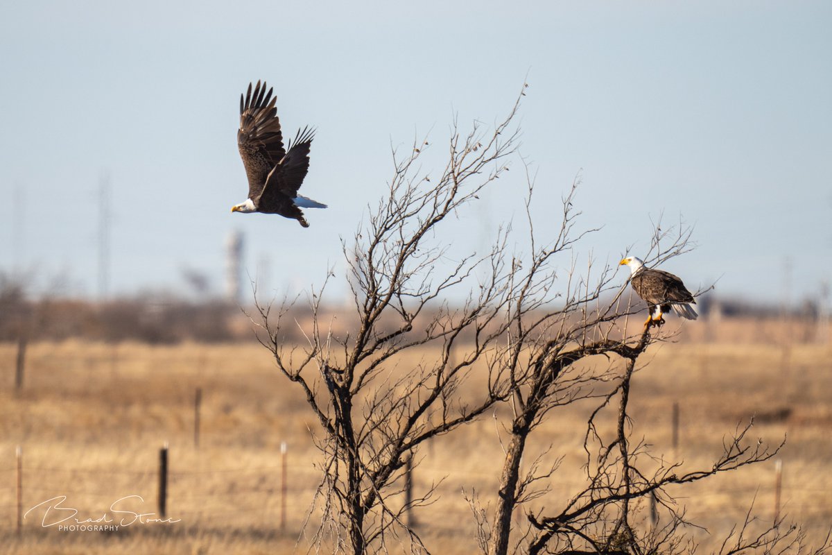 Sunday afternoon Oklahoma dirt road adventures. Downy woodpecker and a pair of adult bald eagles. Kingfisher, Co  #oklahoma #wildlifephotography #travelok
