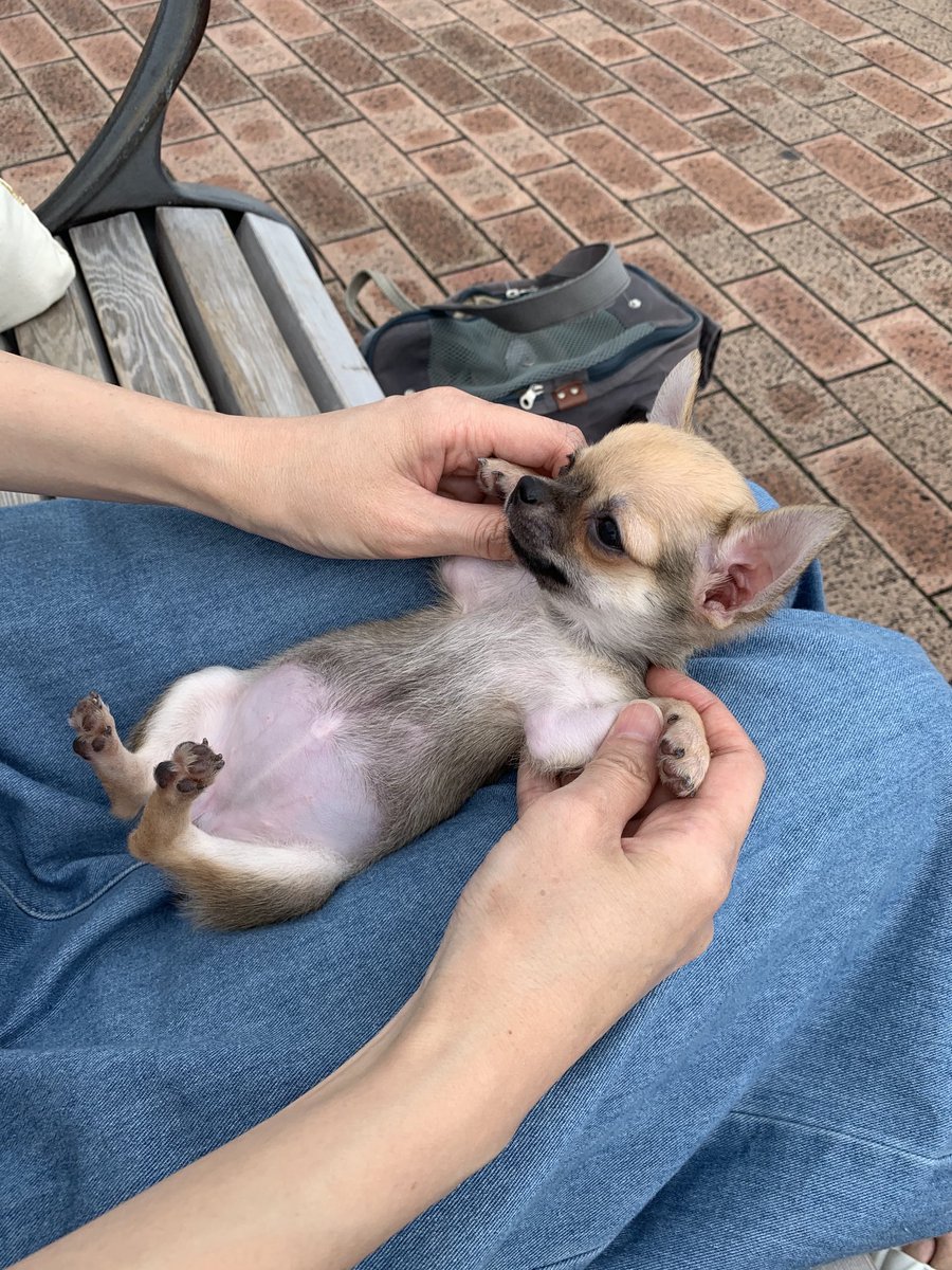お腹ツルツルの赤ちゃんチワワ かわいすぎる手のひらサイズパピーの現在の大きさは ブリーダーナビ