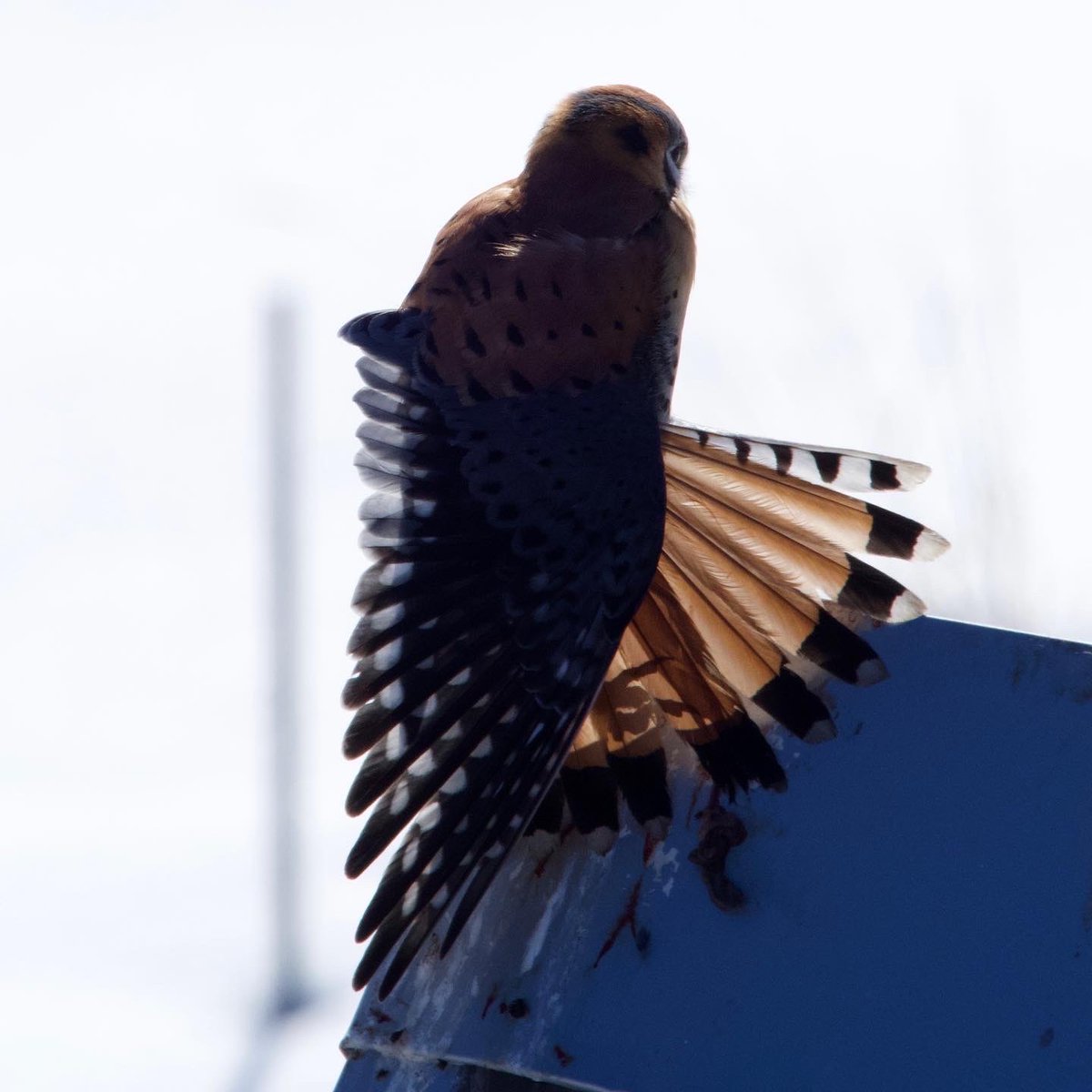 BirdsAndBinocs's tweet photo. #AmericanKestrel flamenco show ⁦@SwanerPreserve⁩ 💃 
#Olympus #ParkCity #Utah https://t.co/pgKvDbBMkQ