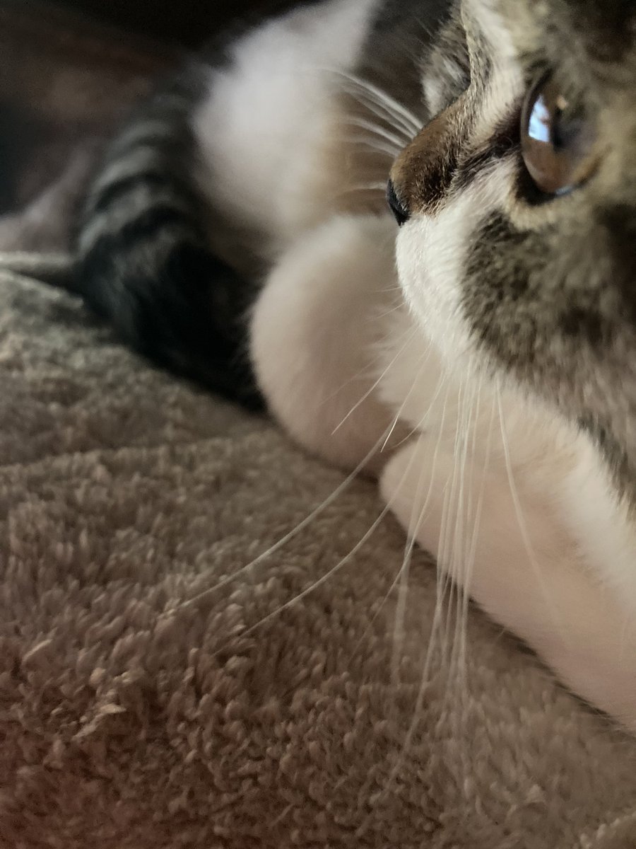 しのぽん tweet media