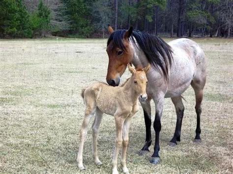 aedanusburke's tweet photo. The Carolina Marsh Tacky is the state horse of South Carolina. A descendent of Spanish horses like the Florida Cracker and the Banker horse in North Carolina these animals once roamed wild in the lowcountry and were the Mount of choice for Francis Marion’s men during the… https://t.co/aHh1FeUEGk