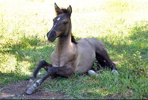 aedanusburke's tweet photo. The Carolina Marsh Tacky is the state horse of South Carolina. A descendent of Spanish horses like the Florida Cracker and the Banker horse in North Carolina these animals once roamed wild in the lowcountry and were the Mount of choice for Francis Marion’s men during the… https://t.co/aHh1FeUEGk