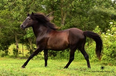 aedanusburke's tweet photo. The Carolina Marsh Tacky is the state horse of South Carolina. A descendent of Spanish horses like the Florida Cracker and the Banker horse in North Carolina these animals once roamed wild in the lowcountry and were the Mount of choice for Francis Marion’s men during the… https://t.co/aHh1FeUEGk