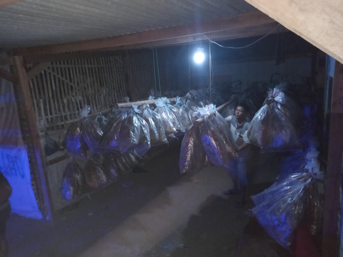 dos_rian2's tweet photo. Permisi, numpang jualan untuk pakan ikan, burung, dll.
#jangkrik
#jangkrikbos
#ulathongkong
#ulatjerman
#pedagang
#seles
#bekasi
#Jakarta 
#sunmori
#nightride
#cb150r
#TerserahPolisi 
#KPKTakutGibranKaesang 
#HuntingKlorofil 
#kicaumania
#jangkrikbalap https://t.co/gd2dd5FnLb