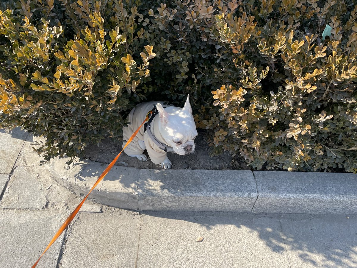 ffffeng's tweet image. This poor little girl felt frightened in any new places she just got in. Found a corner and hid there, wouldn’t come out.😑