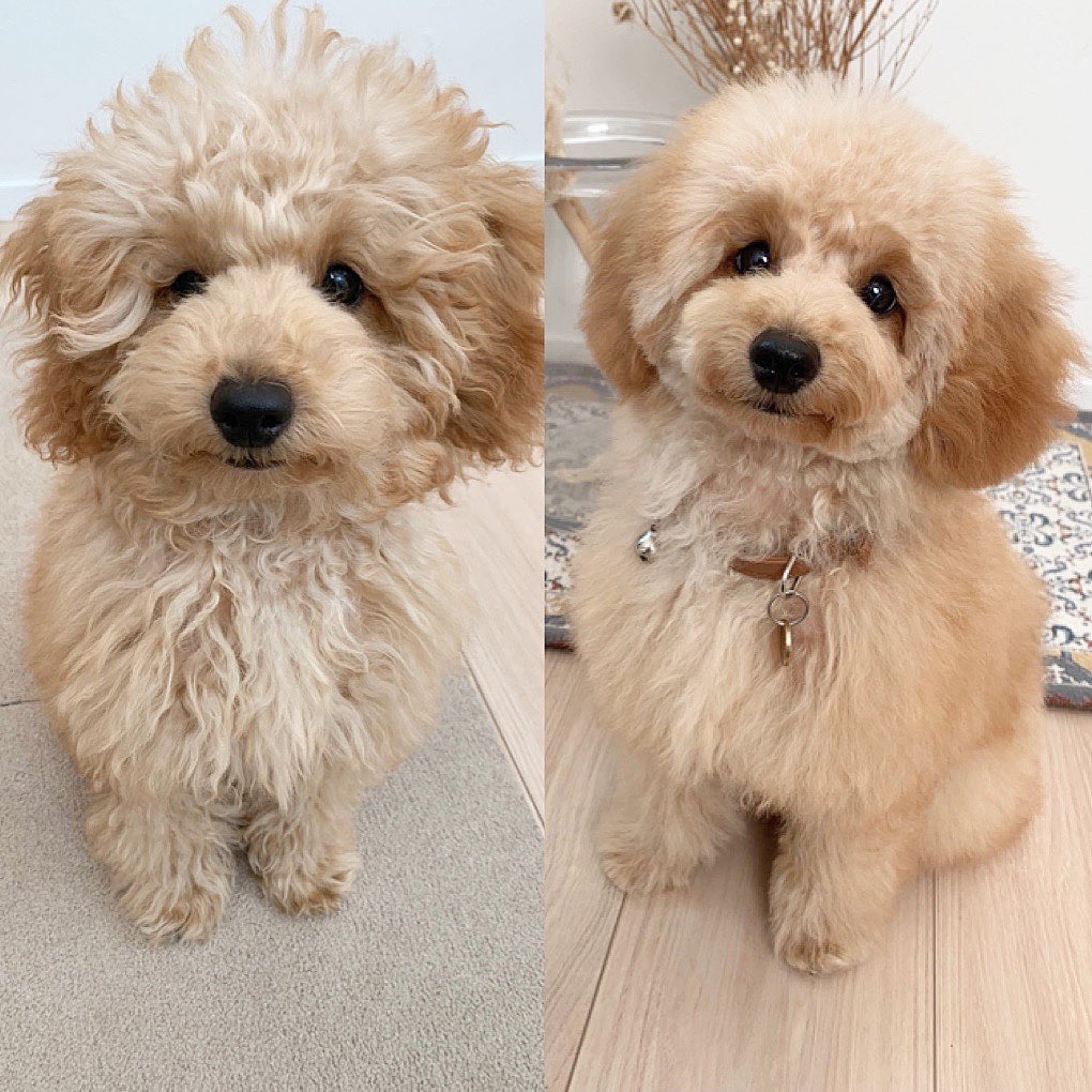 トイプードル Twitter Search Twitter