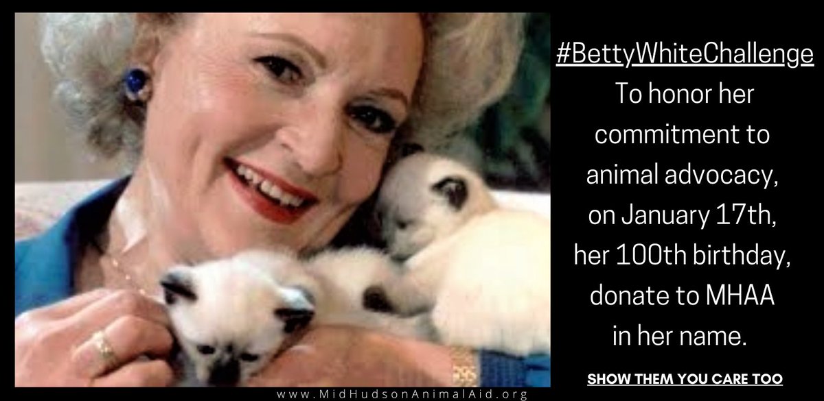 My amazing no kill cat sanctuary is participating in the Betty White Challenge, where folks honor her legacy by donating to a local animal shelter. Please donate to: Mid Hudson Animal Aid! facebook.com/MidHudsonAnima… paypal: info@midhudsonanimalaid.org