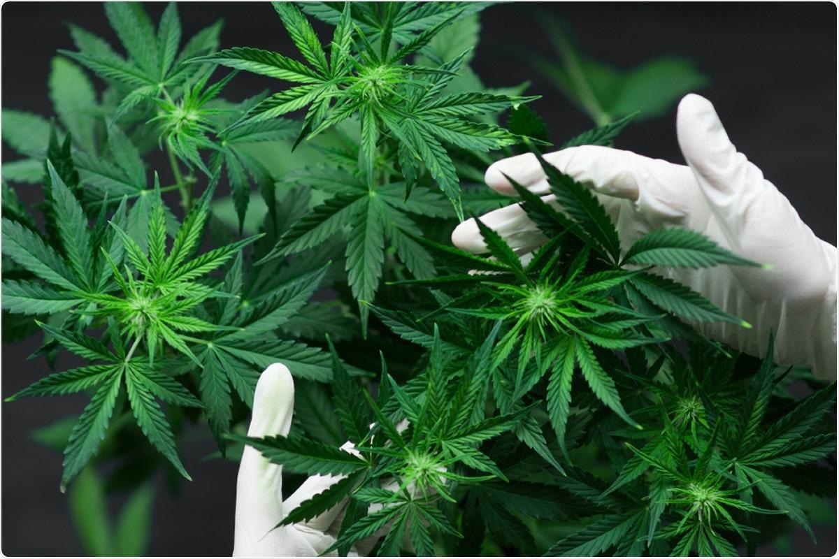 NewsMedical's tweet photo. Cannabidiol may improve innate immune response against SARS-CoV-2 https://t.co/kVSJrFMaJ7 #Cannabidiol #CBDOil #ImmuneResponse #SARSCoV2 #Coronavirus #COVID #ORF8 #ORF10 #Mprotein @UWaterloo @biorxivpreprint https://t.co/iOkO2xE1mM