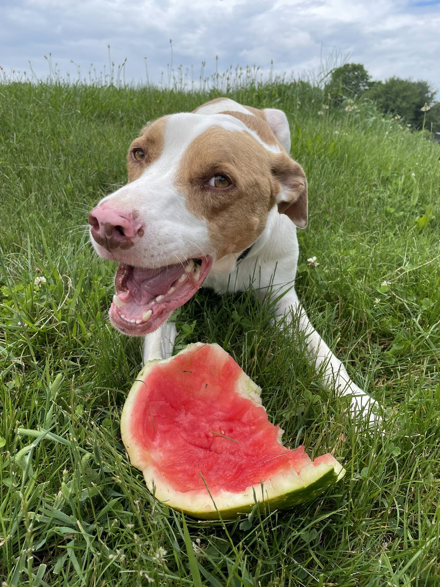 SaraSantisi's tweet photo. DNA test results are in!! Argo is a mix of only 3 breeds….interested to see what everyone thinks 😄 https://t.co/VxOclMM5li